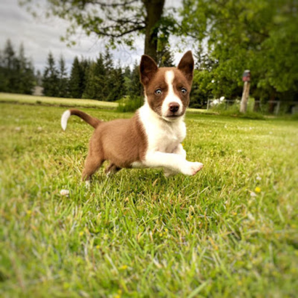 Meet your Posher, Mackenzie - Picture 1 of 1